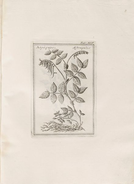 Fabio Colonna : Lyncei Phytobasanos cui accessit Vita Fabi et Lynceorum notitia adnotationesque in Phytobasanon Iano Planco Ariminensi auctore  - Asta Libri, Autografi e Stampe - Associazione Nazionale - Case d'Asta italiane