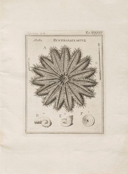 Fabio Colonna : Lyncei Phytobasanos cui accessit Vita Fabi et Lynceorum notitia adnotationesque in Phytobasanon Iano Planco Ariminensi auctore  - Asta Libri, Autografi e Stampe - Associazione Nazionale - Case d'Asta italiane