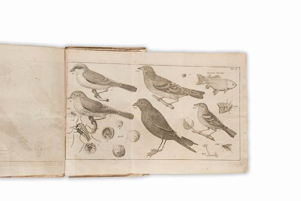 Carlo Linneo : Fauna svecica sistens animalia Sveciae Regni: mammalia, aves, amphibia, pisces, insecta, vermes  - Asta Libri, Autografi e Stampe - Associazione Nazionale - Case d'Asta italiane