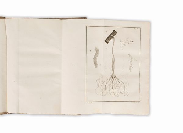 ABRAHAM TREMBLEY : Mmoires pour servir  l'histoire d'un genre de polypes d'eau douce,  bras en forme de cornes  - Asta Libri, Autografi e Stampe - Associazione Nazionale - Case d'Asta italiane