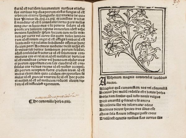 Macer Floridus (o Emilio), [pseudonimo di Odo di Meung?] : Herbarum varias qui vis cognoscere vires huc Macer adest  - Asta Libri, Autografi e Stampe - Associazione Nazionale - Case d'Asta italiane