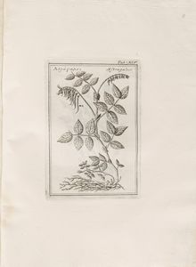 Fabio Colonna : Lyncei Phytobasanos cui accessit Vita Fabi et Lynceorum notitia adnotationesque in Phytobasanon Iano Planco Ariminensi auctore  - Asta Libri, Autografi e Stampe - Associazione Nazionale - Case d'Asta italiane