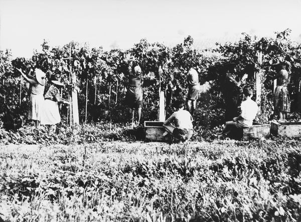 Mario Giacomelli : La buona terra  - Asta Fotografia: Under 1K - Associazione Nazionale - Case d'Asta italiane