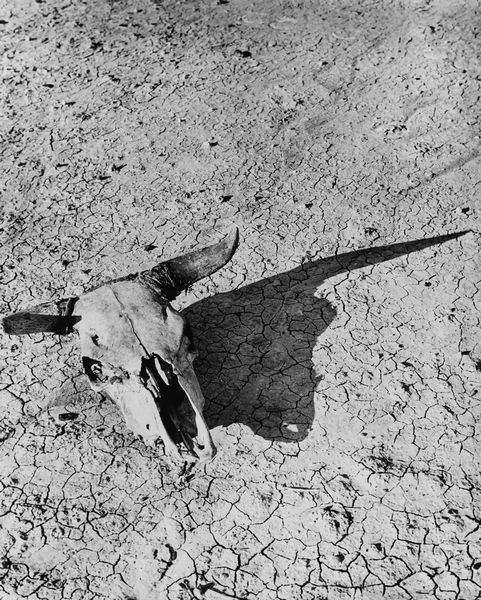 Arthur Rothstein : Bleached Skull of a Steer, South Dakota  - Asta Fotografia: Under 1K - Associazione Nazionale - Case d'Asta italiane