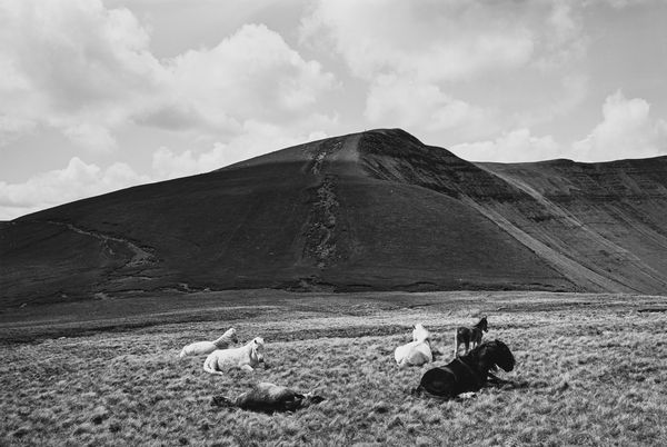 John Davies : Horses, Brecon Beacons  - Asta Fotografia: Under 1K - Associazione Nazionale - Case d'Asta italiane