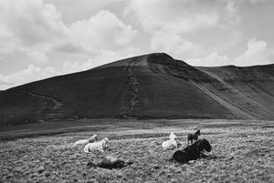 John Davies - Horses, Brecon Beacons