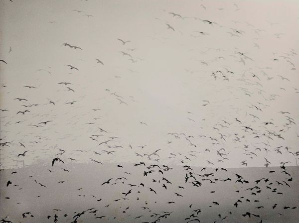 Mario Giacomelli : Verso il cielo  - Asta Fotografia - Associazione Nazionale - Case d'Asta italiane