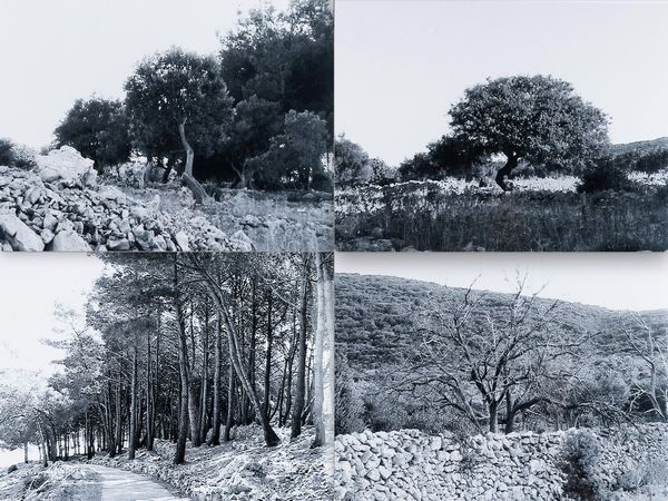 Abbas Gharib : lotto formato da quattro fotografie Trees (Composition)  - Asta Fotografia - Associazione Nazionale - Case d'Asta italiane