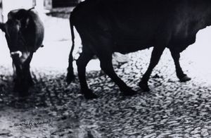 Mario Giacomelli : Scanno  - Asta Fotografia - Associazione Nazionale - Case d'Asta italiane