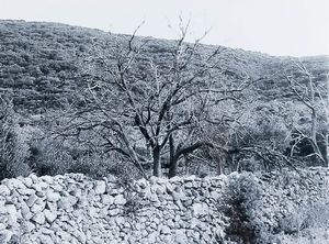 Abbas Gharib : lotto formato da quattro fotografie Trees (Composition)  - Asta Fotografia - Associazione Nazionale - Case d'Asta italiane