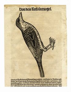 CONRAD GESSNER : Otto tavole ornitologiche da Conradi Gesneri medici Tigurini historiae animalium ...  - Asta  Arte Antica, Moderna e Contemporanea [Parte I] - Associazione Nazionale - Case d'Asta italiane