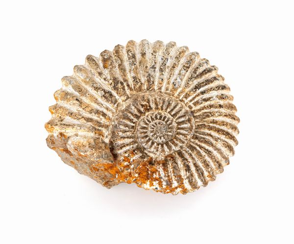 Ammonite fossile  - Asta Antiquariato - Associazione Nazionale - Case d'Asta italiane
