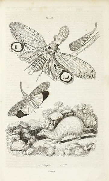 FLIX-EDOUARD GUERIN-MNEVILLE : Dictionnaire pittoresque d'histoire naturelle et des phnomnes de la nature, contenant l'histoire des animaux, des vgtaux [...]. Tome premier (-neuvime).  - Asta Libri, autografi e manoscritti - Associazione Nazionale - Case d'Asta italiane