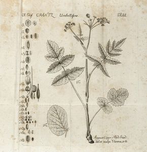 HEINRICH-JOHANN NEPOMUK (VON) CRANTZ : Classis umbelliferarum emendata cum generali seminum tabula.  - Asta Libri, autografi e manoscritti - Associazione Nazionale - Case d'Asta italiane