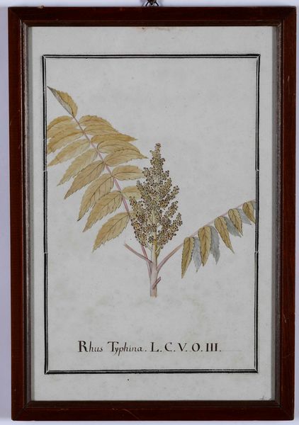 Stampa raffiguranta Rhus Typhina, XIX secolo  - Asta Antiquariato - Associazione Nazionale - Case d'Asta italiane