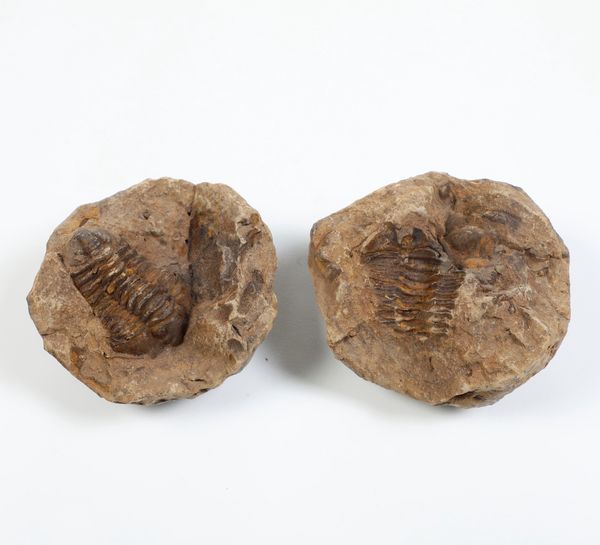 Fossile trilobide  - Asta Antiquariato - Associazione Nazionale - Case d'Asta italiane