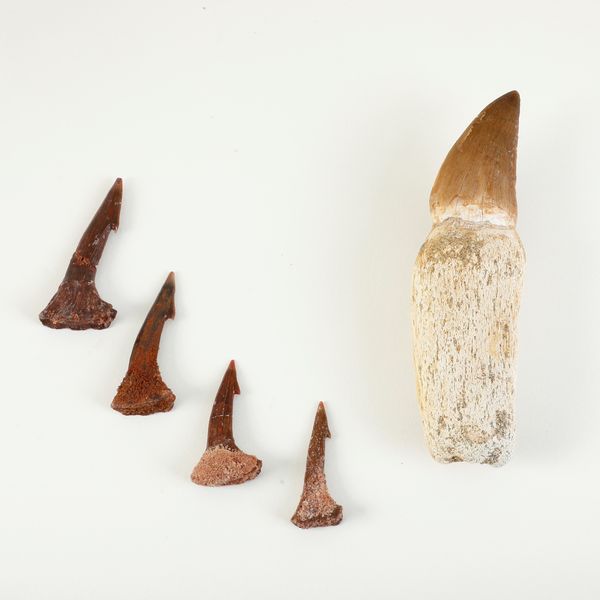 Lotto composto da dente di Mosasauro (circa 70-65 milioni di anni fa - Maastrichtiano) con radice e quattro denti di pesce sega fossile  - Asta Antiquariato - Associazione Nazionale - Case d'Asta italiane