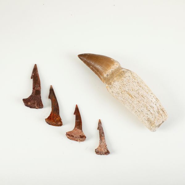 Lotto composto da dente di Mosasauro (circa 70-65 milioni di anni fa - Maastrichtiano) con radice e quattro denti di pesce sega fossile  - Asta Antiquariato - Associazione Nazionale - Case d'Asta italiane