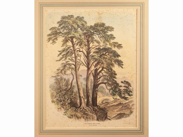 L'abete rosso - Il pino - Il cedro del Libano  - Asta Una collezione di stampe - parte I - Associazione Nazionale - Case d'Asta italiane