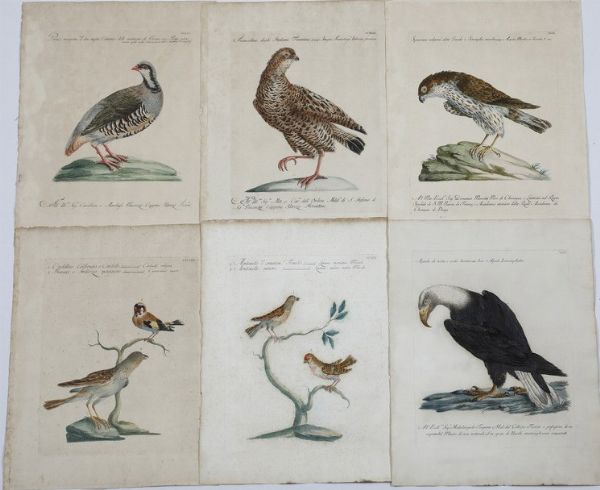 Xaverio Manetti Saverio Manetti, Lorenzo Lorenzi e Violante Vanni. Storia naturale degli uccelli. Stamperia Mouckiana, Firenze. 1767-1776  - Asta Libri antichi e rari, Stampe, Vedute e Mappe - Associazione Nazionale - Case d'Asta italiane