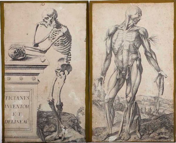 Incisioni-anatomia. Dodici incisioni tratte dalle Notomie di Tiziano.  - Asta Stampe, Vedute e Carte Geografiche - Associazione Nazionale - Case d'Asta italiane