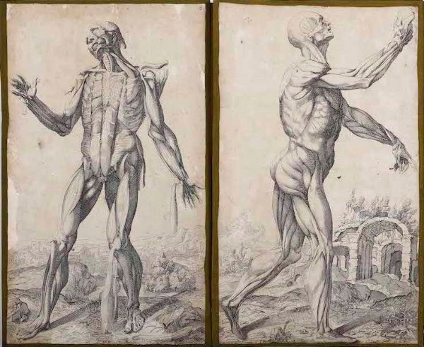 Incisioni-anatomia. Dodici incisioni tratte dalle Notomie di Tiziano.  - Asta Stampe, Vedute e Carte Geografiche - Associazione Nazionale - Case d'Asta italiane