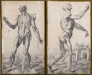 Incisioni-anatomia. Dodici incisioni tratte dalle Notomie di Tiziano.  - Asta Stampe, Vedute e Carte Geografiche - Associazione Nazionale - Case d'Asta italiane