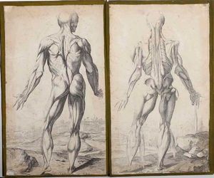 Incisioni-anatomia. Dodici incisioni tratte dalle Notomie di Tiziano.  - Asta Stampe, Vedute e Carte Geografiche - Associazione Nazionale - Case d'Asta italiane