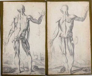 Incisioni-anatomia. Dodici incisioni tratte dalle Notomie di Tiziano.  - Asta Stampe, Vedute e Carte Geografiche - Associazione Nazionale - Case d'Asta italiane