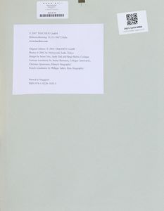 NOBUYOSHI ARAKI : Senza titolo  - Asta Asta di Arte Moderna e Contemporanea - Associazione Nazionale - Case d'Asta italiane