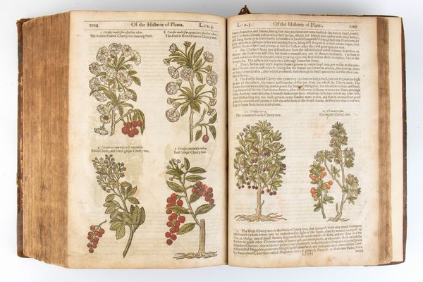 GERARD JOHN. THE HERBALL OR GENERAL HISTORIE OF PLANTES. London 1633  - Asta Libri antichi, rarit bibliografiche e prime edizioni del '900 - Associazione Nazionale - Case d'Asta italiane