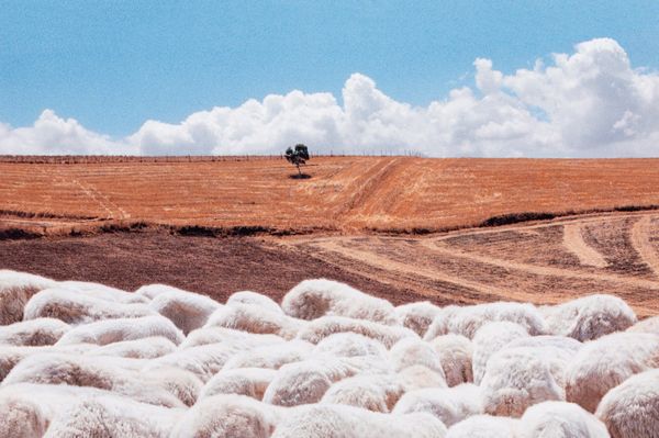 Franco Fontana : Sicilia, Nicosia  - Asta Fotografia - Associazione Nazionale - Case d'Asta italiane