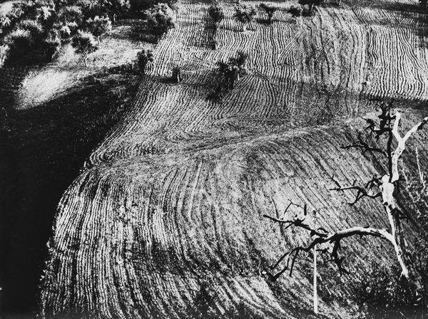 Mario Giacomelli : Presa di coscienza sulla natura  - Asta Fotografia - Associazione Nazionale - Case d'Asta italiane