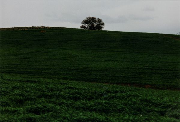 Abbas Kiarostami : Senza titolo  - Asta Fotografia - Associazione Nazionale - Case d'Asta italiane