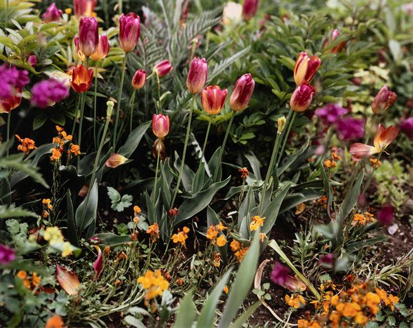 Stephen Shore : Giverny 15  - Asta Fotografia - Associazione Nazionale - Case d'Asta italiane