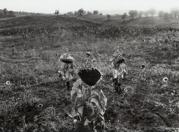 George Tatge : Girasoli  - Asta Fotografia - Associazione Nazionale - Case d'Asta italiane