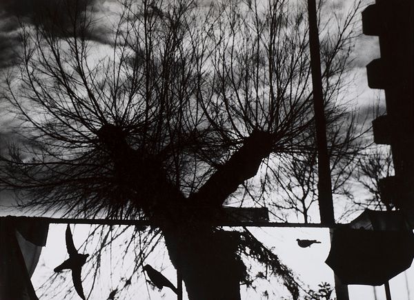 Mario Giacomelli : Senza titolo  - Asta Fotografia - Associazione Nazionale - Case d'Asta italiane