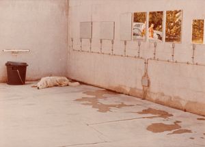 Luigi Ghirri : Portfolio Cantergiani  - Asta Fotografia - Associazione Nazionale - Case d'Asta italiane