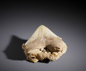 . : Fossile con dente di Carcharhinus. Cile, met Pliocene.  - Asta Asta 450 | WUNDERKAMMER, CURIOSITIES & ETNOGRAFICA - A GENTLEMAN' S CABINET OF CURIOSITIES Online - Associazione Nazionale - Case d'Asta italiane