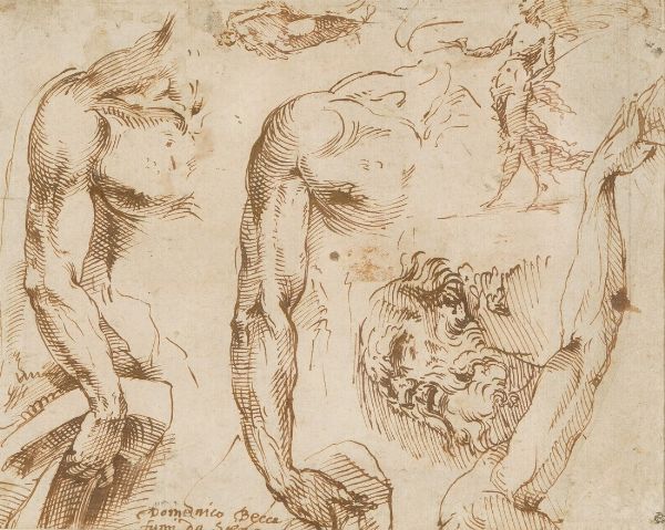 Domenico di Jacopo di Pace detto il Beccafumi : Studi anatomici  - Asta Old Masters - Associazione Nazionale - Case d'Asta italiane