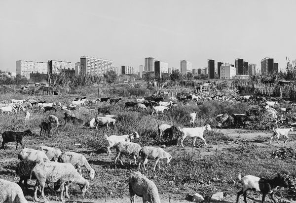 John Davies : Goats and Sheep, Barcelona  - Asta Fotografia: Under 1K - Associazione Nazionale - Case d'Asta italiane