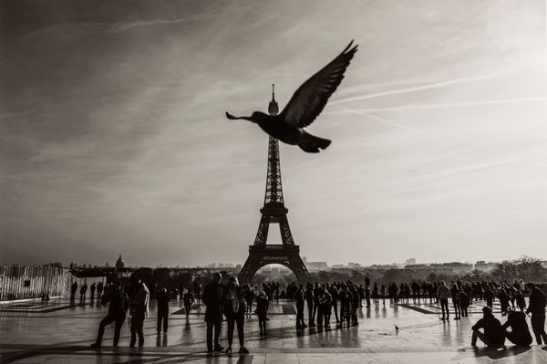 Alessandro Dobici : Bird  - Asta Fotografia: Under 1K - Associazione Nazionale - Case d'Asta italiane