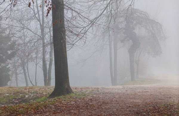 Abbas Gharib : Senza titolo, dalla serie The Fog  - Asta Fotografia: Under 1K - Associazione Nazionale - Case d'Asta italiane