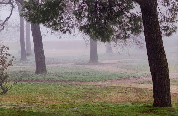 Abbas Gharib : Senza titolo, dalla serie The Fog  - Asta Fotografia: Under 1K - Associazione Nazionale - Case d'Asta italiane