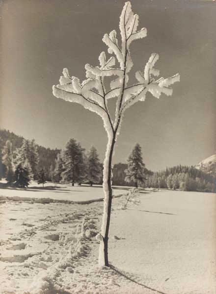 Albert Steiner : Winterschönheit  - Asta Fotografia: Under 1K - Associazione Nazionale - Case d'Asta italiane