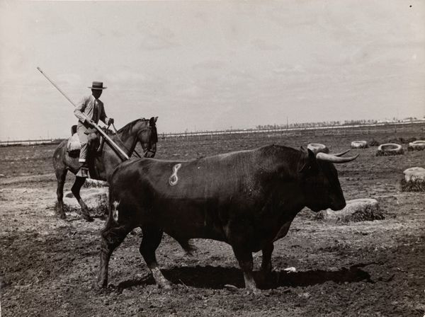 Francesc Català Roca : Toros en el campo, Sevilla  - Asta Fotografia: Under 1K - Associazione Nazionale - Case d'Asta italiane