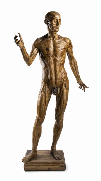 Bellissimo manichino anatomico scarnificato in legno. Italia, XIX sec.  - Asta Asta 464 | WUNDERKAMMER, CURIOSITIES & ETNOGRAFICA - GENIUS & ART Online - Associazione Nazionale - Case d'Asta italiane