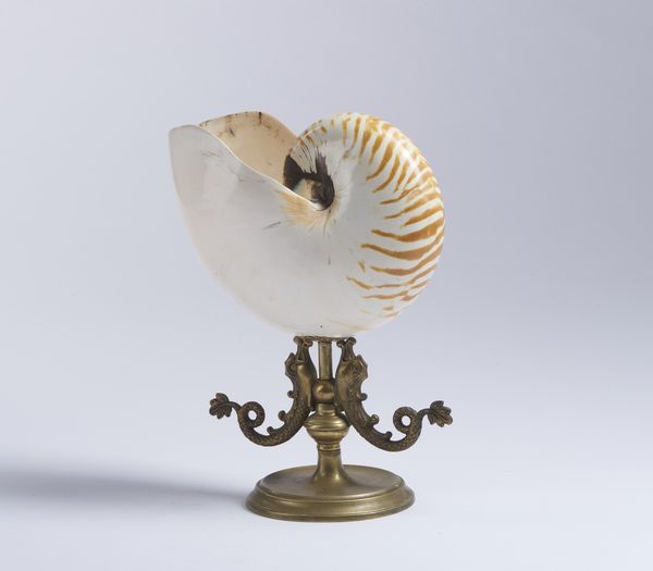 Conchiglia Nautilus su piedistallo in bronzo dorato. Italia, inizi XX secolo  - Asta Asta 464 | WUNDERKAMMER, CURIOSITIES & ETNOGRAFICA - GENIUS & ART Online - Associazione Nazionale - Case d'Asta italiane