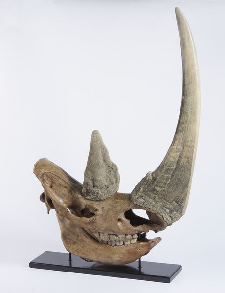 Eccellente esemplare di teschio di rinoceronte lanoso con ottima patina. Pleistocene.  - Asta Asta 464 | WUNDERKAMMER, CURIOSITIES & ETNOGRAFICA - GENIUS & ART Online - Associazione Nazionale - Case d'Asta italiane