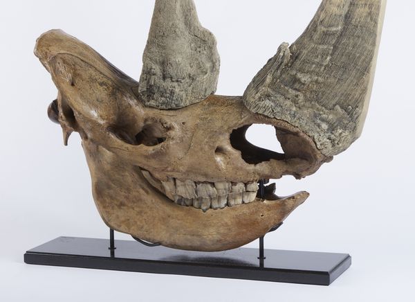 Eccellente esemplare di teschio di rinoceronte lanoso con ottima patina. Pleistocene.  - Asta Asta 464 | WUNDERKAMMER, CURIOSITIES & ETNOGRAFICA - GENIUS & ART Online - Associazione Nazionale - Case d'Asta italiane